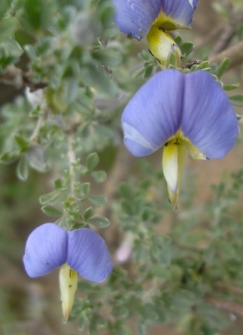 Lotononis sericophylla flowers